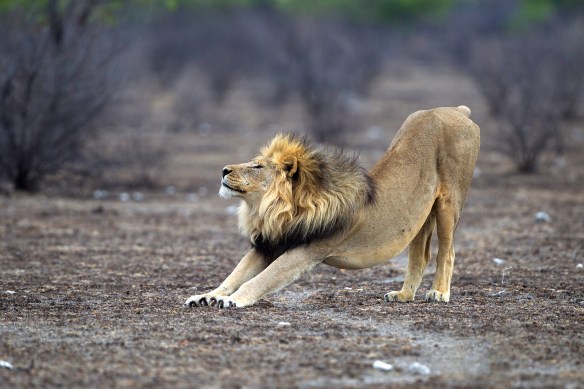 Panthera_leo_stretching_(Etosha,_2012)